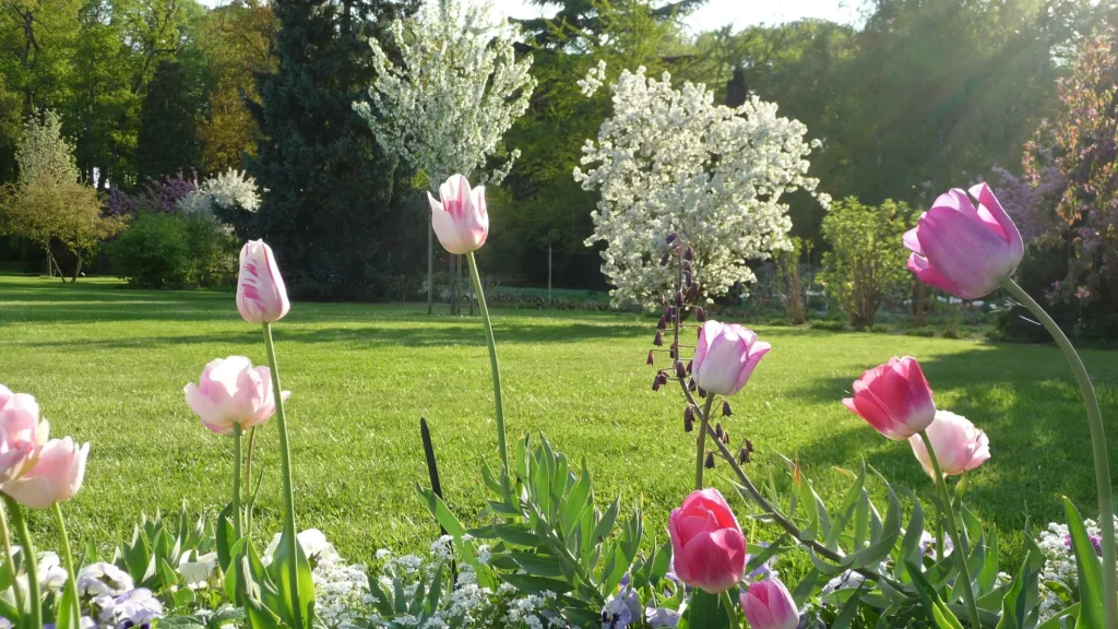 Des tulipes et le parc en arrière plan