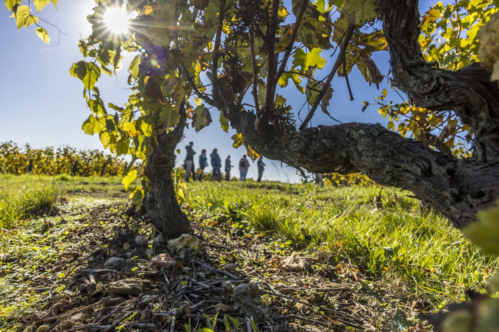 Wine tourism: discovering Loire Valley wines - Loire Valley