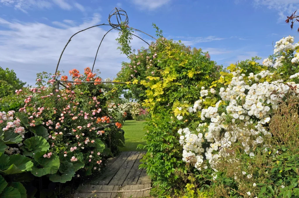 les roses du jardin au premier plan