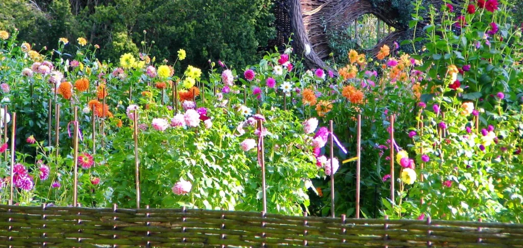 Dahlias au Parc floral d'Orléans-La Source