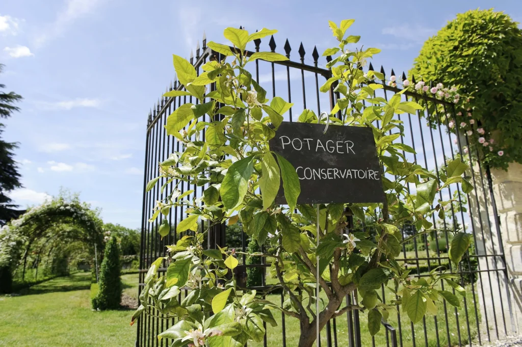 Potager conservatoire de La Bourdaisière