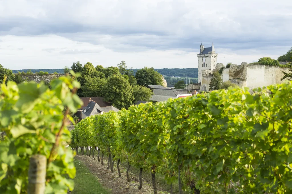 La forteresse royale de Chinon et les vignes