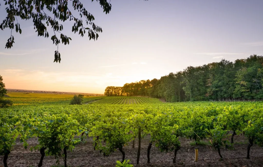 Paysage du vignoble à Bourgueil