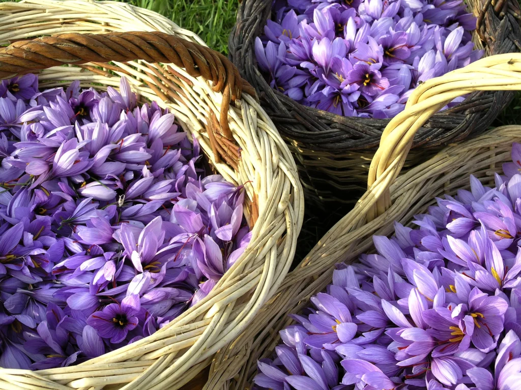 Fleur de crocus dans un panier - Safran