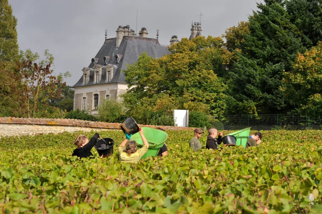 Vendanges à Menetou-Salon