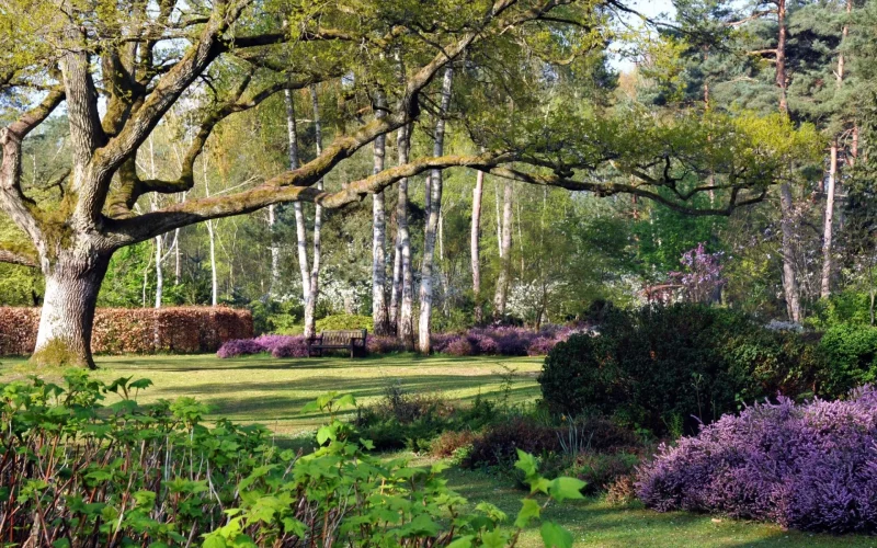 Les grands arbres dans le parc avec des massifs colorés à leurs pieds