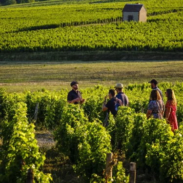 Visite guidée pour un groupe dans les vignes avec It's Wine Time