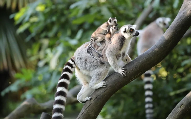 Des makis cattas bébés au Zoo de Beauval