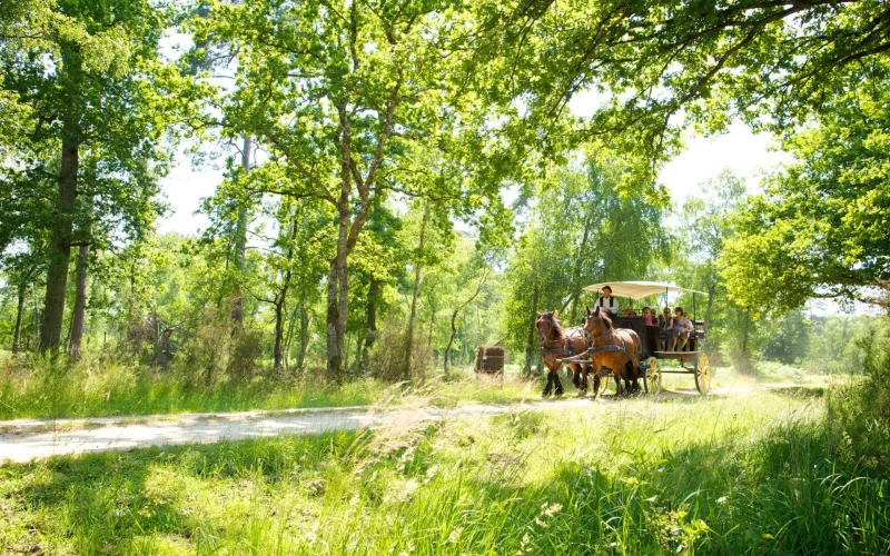 Balade en calèche dans une fôret