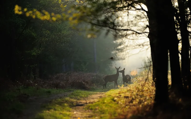 Des cerfs dans la forêt