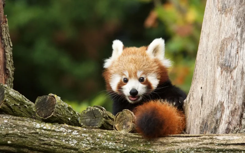 Petit panda roux niché dans des morceaux de bois