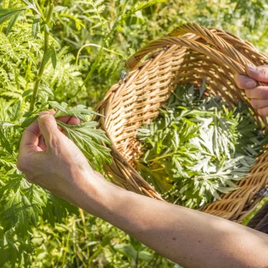 Panier rempli avec des plantes